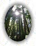 Ancient Redwoods within Driving distance of SF * (13 Slides)